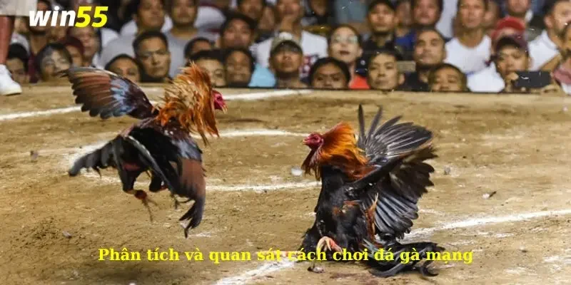 Cách Chơi Đá Gà Mạng Bách Chiến Bách Thắng 3 Phân tích và quan sát cách chơi đá gà mạng