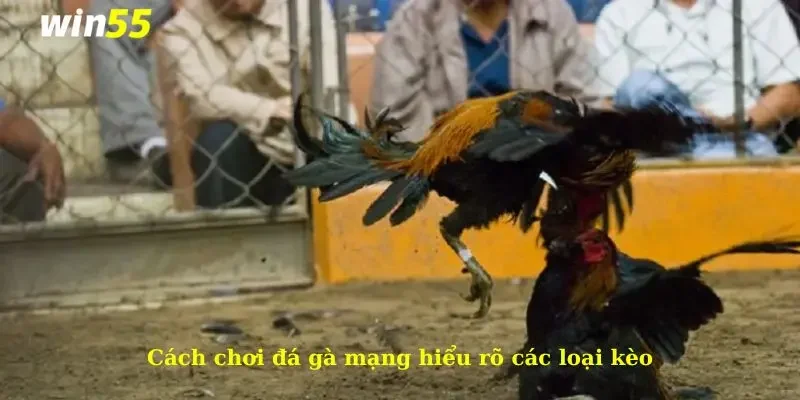 Cách Chơi Đá Gà Mạng Bách Chiến Bách Thắng 4 Cách chơi đá gà mạng hiểu rõ các loại kèo