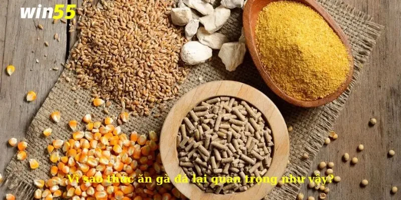 Thức Ăn Gà Đá - Chế Độ Dinh Dưỡng Giúp Gà Khoẻ Mạnh 2 Vì sao thức ăn gà đá lại quan trọng như vậy?