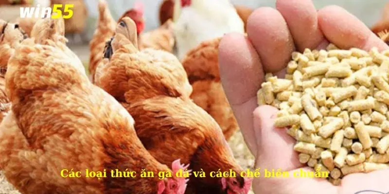 Thức Ăn Gà Đá - Chế Độ Dinh Dưỡng Giúp Gà Khoẻ Mạnh 3 Các loại thức ăn gà đá và cách chế biến chuẩn