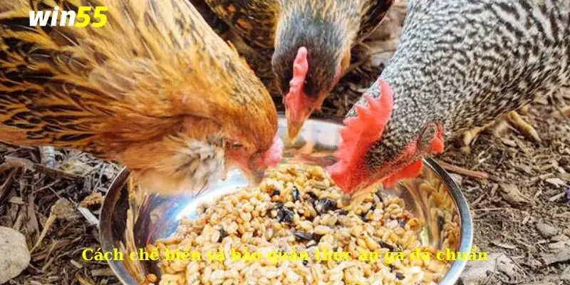 Thức Ăn Gà Đá - Chế Độ Dinh Dưỡng Giúp Gà Khoẻ Mạnh 4 Cách chế biến và bảo quản thức ăn gà đá chuẩn